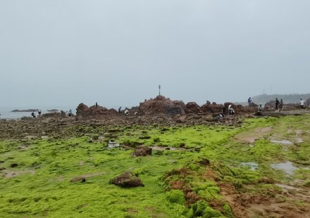 滸苔又來了？